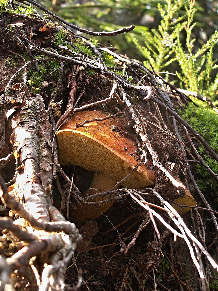 fungus, mushrooms, autumn, nature, forest, root, manor mushroom
