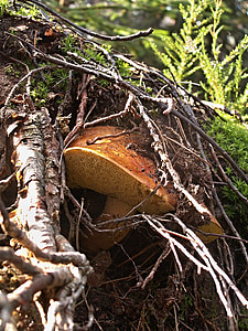 fungo, cogumelos, Outono, natureza, floresta, raiz, cogumelo de Manor