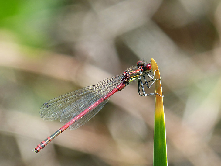 dragonfly, leaf, red dragonfly, flying insect, pyrrhosoma nymphula, wetland