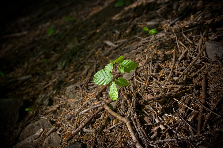 hạt giống tự nhiên ngày càng tăng, cây, hạt giống, phát triển, đêm, màu xanh lá cây, lá