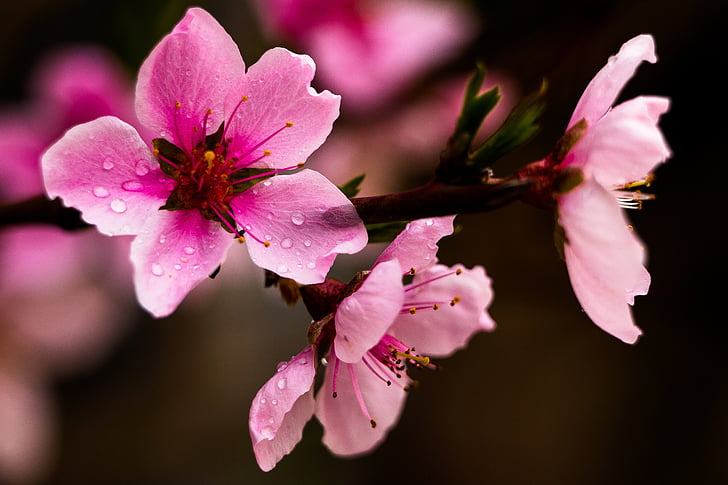 persika, våren, naturen, Bloom, Blossom, blomma, träd