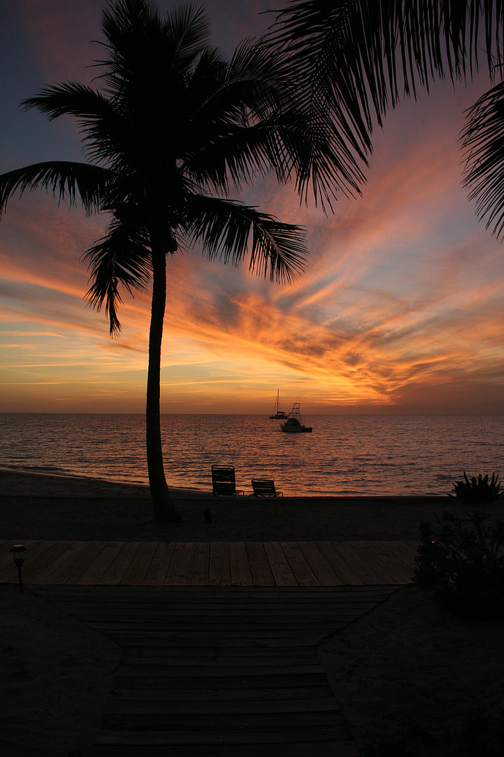 palm, sunset, silhouette, sky, evening, dusk, nature