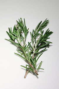 rosemary, spices, cooking, ingredient, food, green Color, leaf