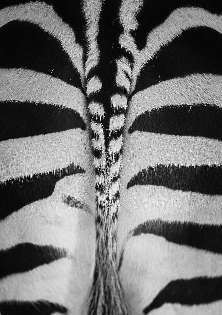 Zebra, Zoo, černá a bílá, přechod pro chodce