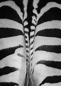 Zebra, Zoo, noir et blanc, passage clouté