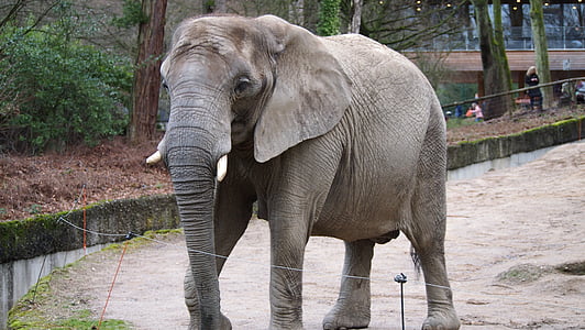 slon, živalski vrt, Wuppertal