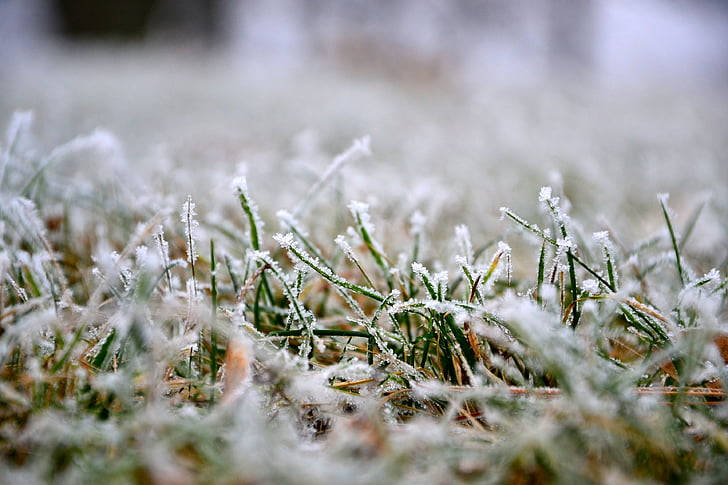 hierba, césped, invierno, Frost, naturaleza