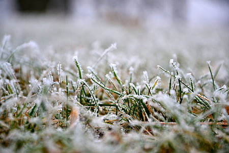 grass, lawn, winter, frost, nature