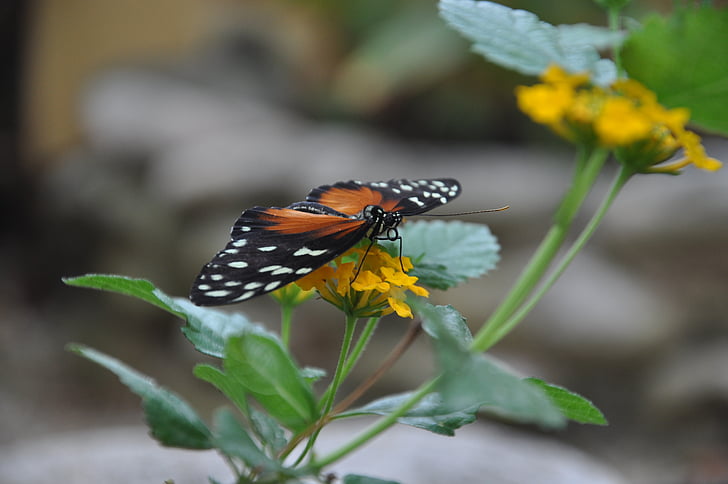 butterfly, animal, insect, close, garden