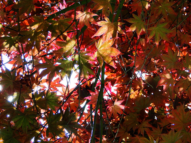 efterår, blade, rød, lys, natur, efterårsfarver, træ