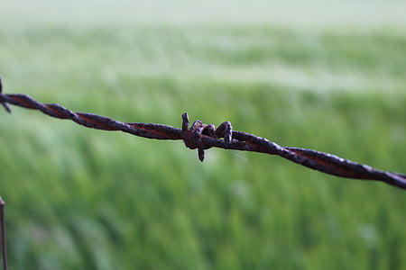 meadow, prison, barbed Wire, fence, security, boundary, wire