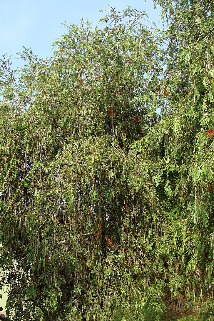 pleurant goupillon, Callistemon viminalis, arbre, fleurs, Myrtaceae, Inde