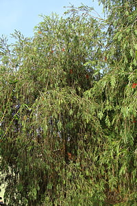 수 양 병 브러쉬, callistemon viminalis, 트리, 꽃, myrtaceae, 인도