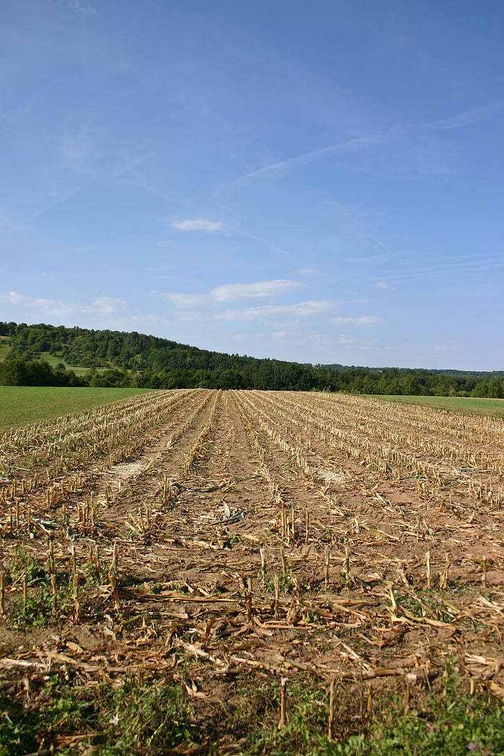corn, cornfield, harvest, harvested, empty, field, arable