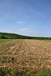 kukurica, kukuričnom poli, úroda, zozbierané, prázdne, pole, na ornej pôde