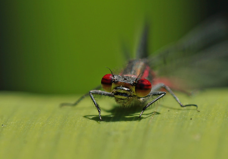 Dragonfly, insectă, natura, închide, ochii, animale, macro