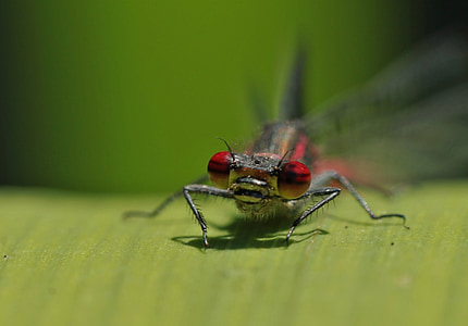 Dragonfly, insekt, naturen, Stäng, ögon, djur, makro