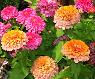zinnia, pink, orange, flowers, beauty, floral, greenery