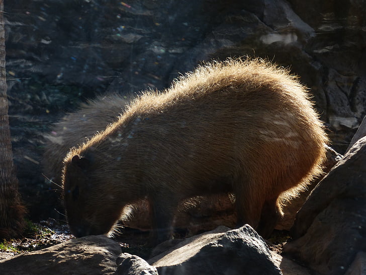 capybara, ζώο, hydrochoerus hydrochaeris, θηλαστικό, τρωκτικό, γούνα, πίσω φως