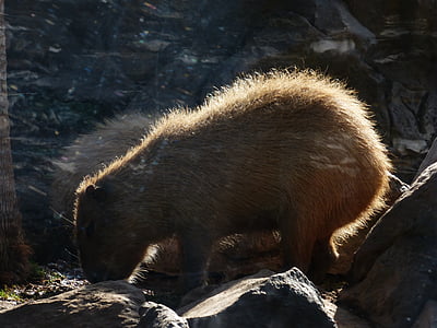 Kapibara, hewan, hydrochoerus hydrochaeris, Mamalia, Rodent, bulu, kembali cahaya