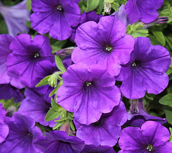 紫色の花, 花, ブロッサム, ブルーム, 紫, 閉じる, 明るい