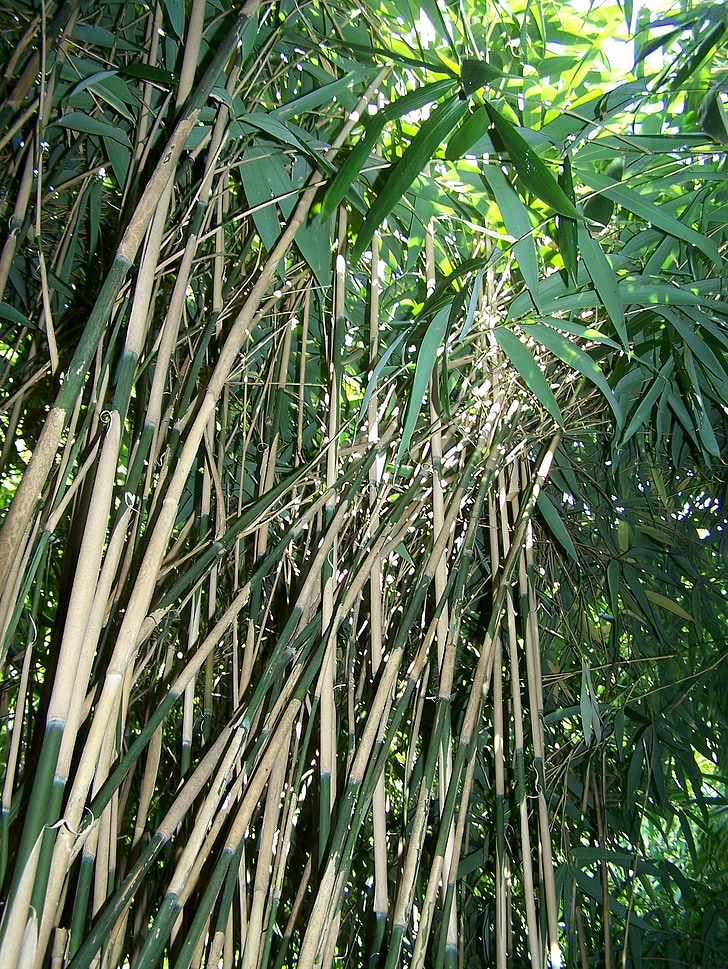 bambusest, metsa, loodus, lehed, Aasia, roheline, bambusest metsa