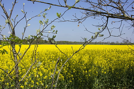 Cornfield, geel, zomer, landschap
