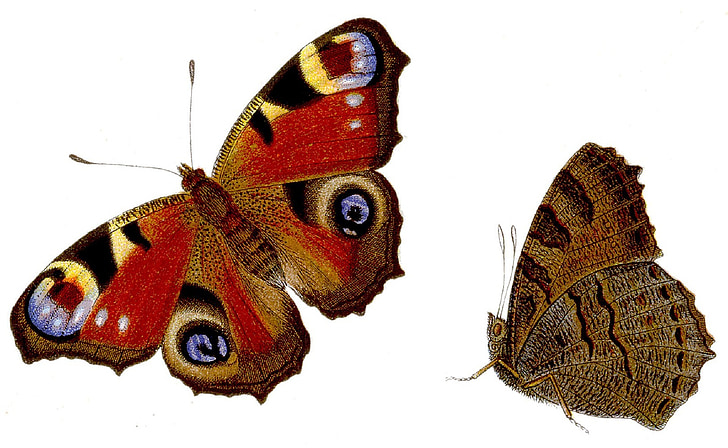 mariposa, Inachis io, pavo real, Tagpfauenauge, Paon de jour, insectos, colorido