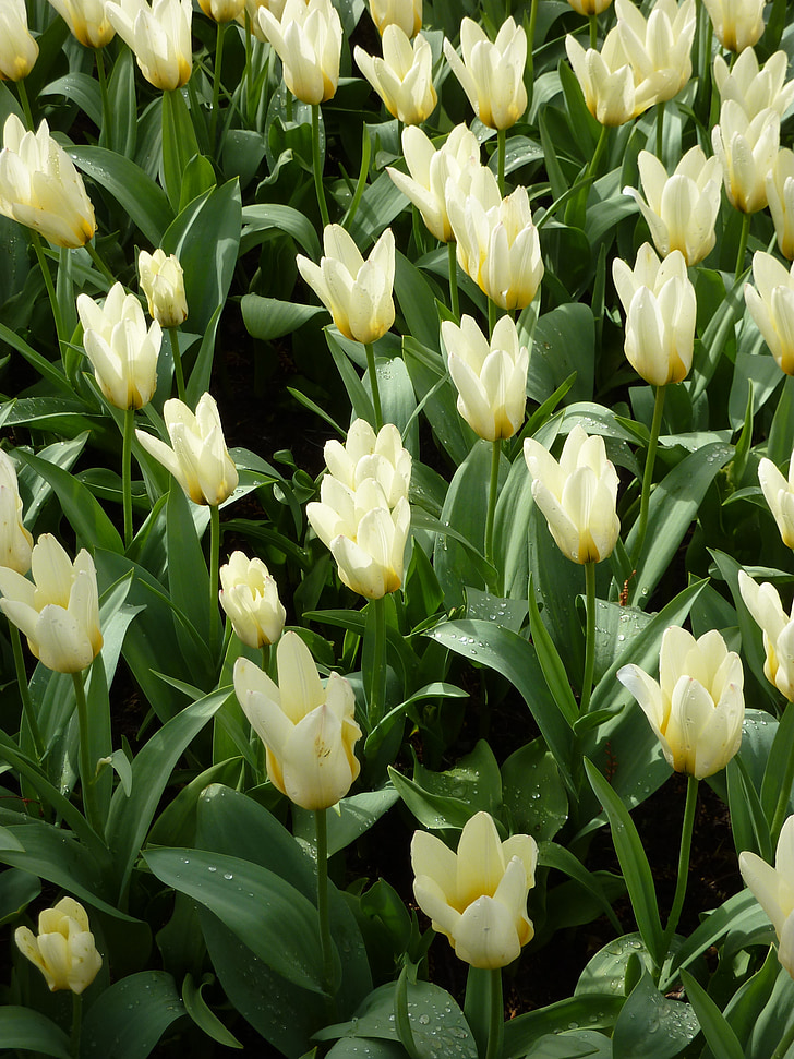 Tulipan, Ogród Keukenhof, wiosna, kwiat, Bloom, roślina, Tulip łóżko