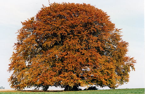 dižskābardis Bavaria, bērzs, koks, liels, vecais, Augšbavārija, Bavaria