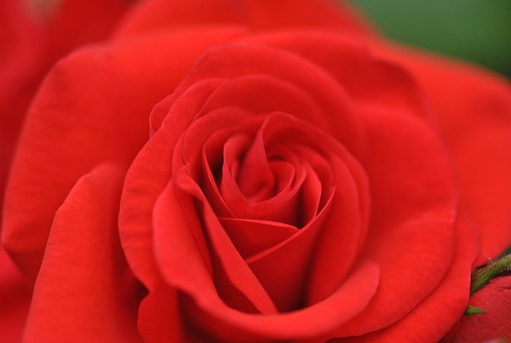 růže, červená, květ, Rosa, Samet, květiny, růže - květ