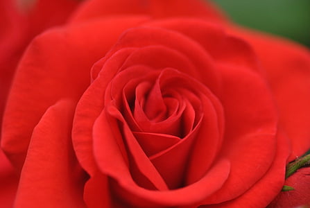 ruža, Crveni, cvijet, Rosa, baršun, cvijeće, ruža - cvijet