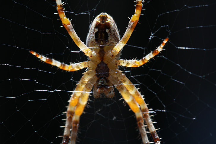 spider, macro, close, insect, cobweb, nature, network
