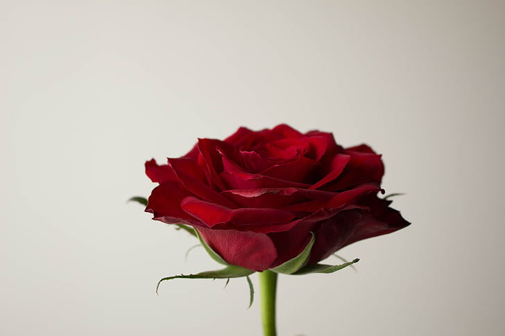 Hoa, Hoa hồng, màu đỏ, Brillante, Yêu, người yêu, Rose - Hoa
