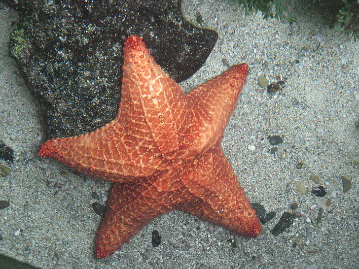 Star, sjøen, sjøstjerner, marine dyr