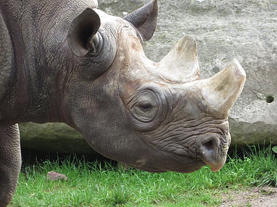 Rhino, rog, Afrika, afriške, živali, črna, nevarno