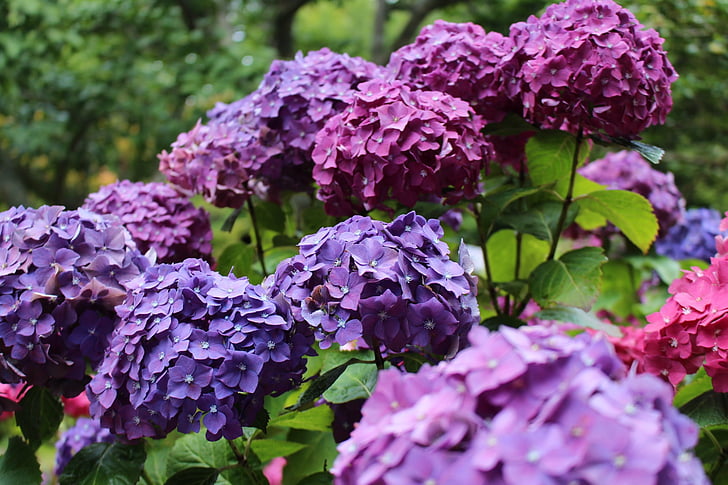 Hortensia, púrpura, rosa, tonos, flor, verde, primavera