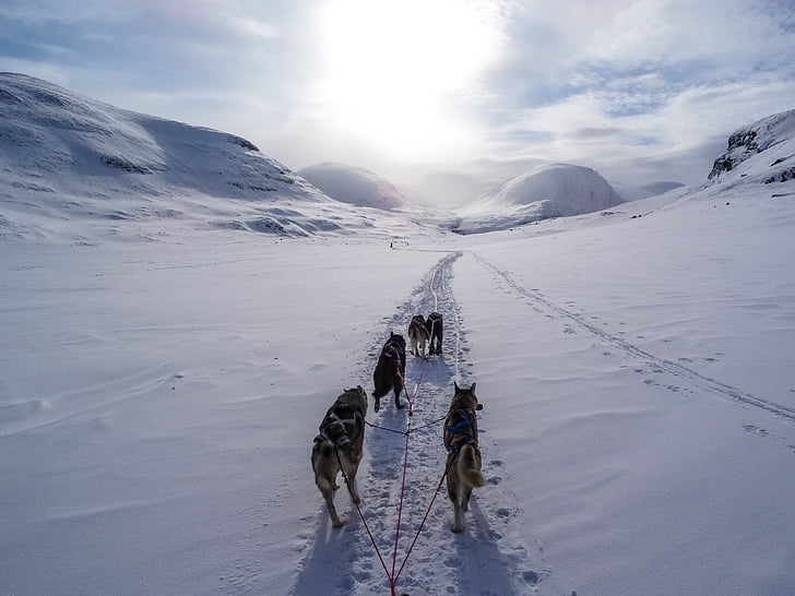 five, black, dog, walking, snow, daytime, highland