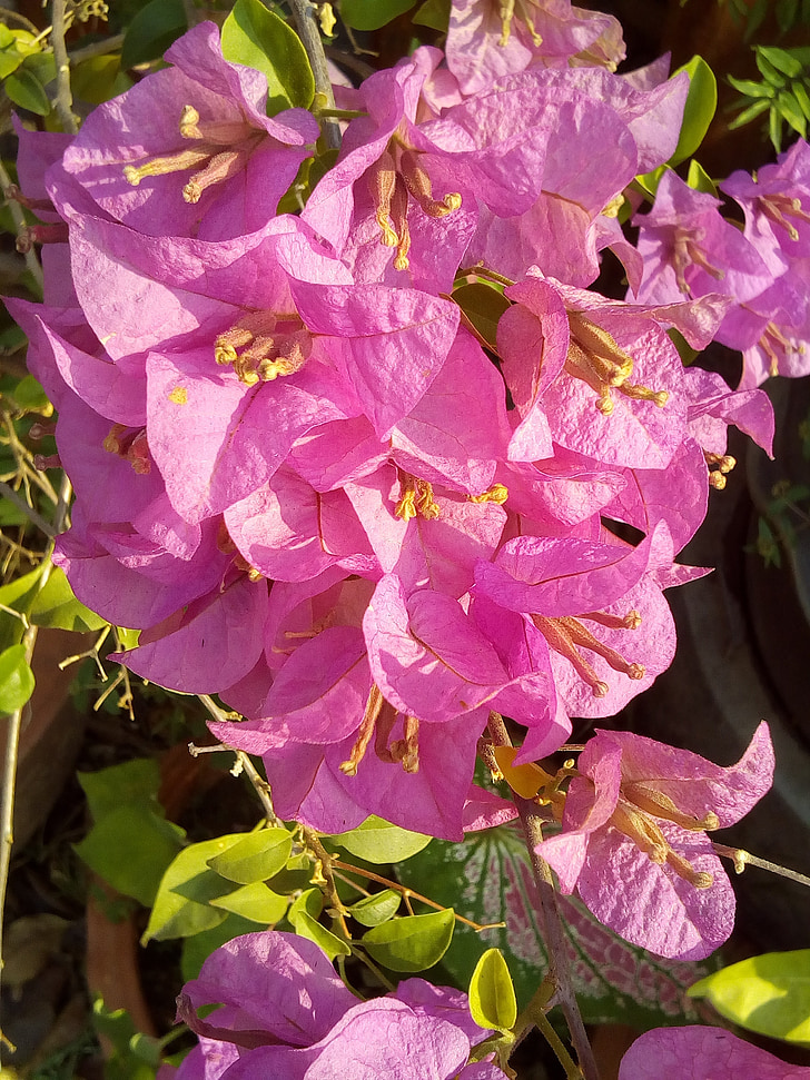 flores, buganvílias, Fueng fah, Bush, as flores cor de rosa, -de-rosa