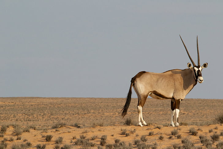 dier, woestijn, Gemsbok, gras, hoorns, Oryx, hemel
