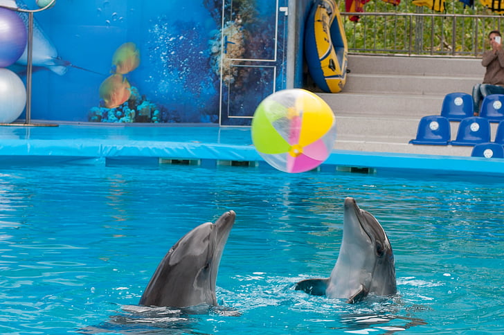 delfīns, dolphinarium, jūra