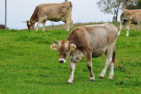 sapi, Allgäu, sapi, Manis, ternak ruminansia, sapi perah, padang rumput