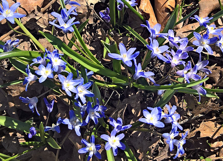 stjerne hyacinth, hyacinth, forårsblomster, mange blomster, Star, blå, indendørs hvid gul
