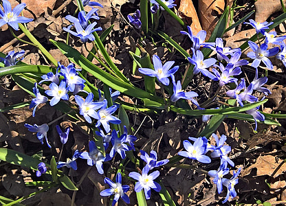 hvězda hyacint, Hyacint, jarní květiny, mnoho květin, hvězda, modrá, vnitřní bílá žlutá