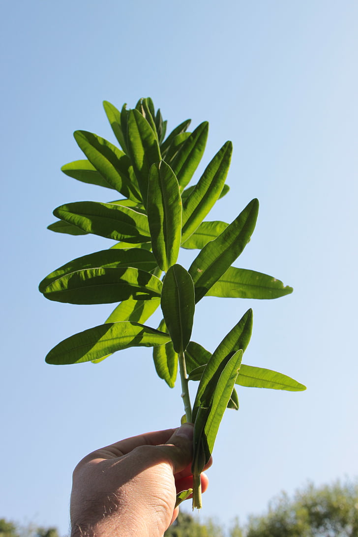 characias, ympäristö, Euphorbia, yrtit, luonnollinen, kasvit