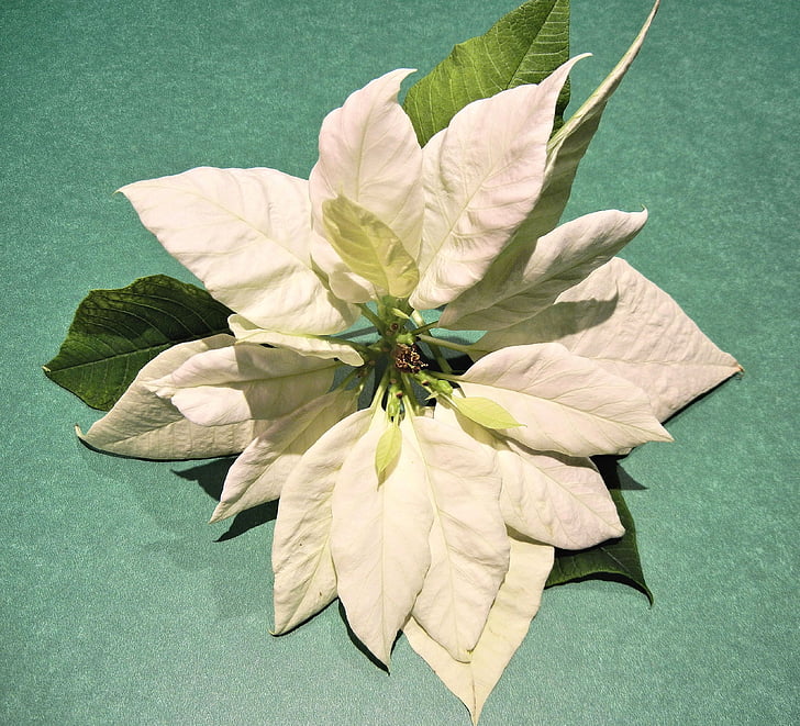 poinsettia blanc, fleur de Noël, feuilles, Hawaii