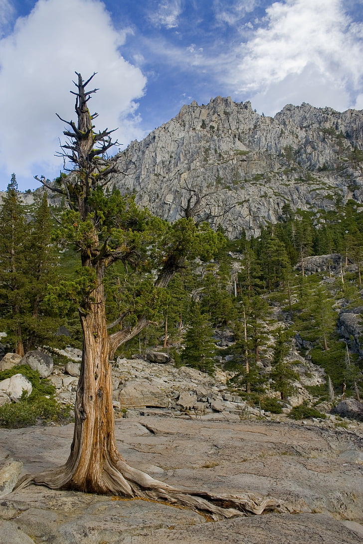 Lake tahoe, borovice, stromy, Příroda, Hora, strom, krajina