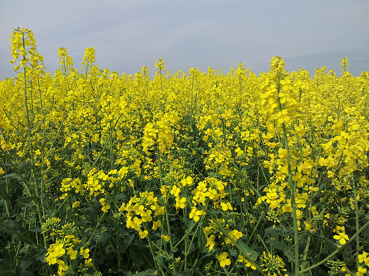 field of rapeseeds, oilseed rape, may, yellow, bloom, field, nature