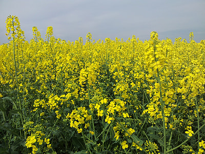 feltet for rapeseeds, oljevekster voldtekt, mai, gul, blomst, feltet, natur