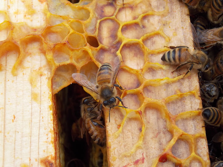 medus kāri, bites, sešstūrus, ķemme, honeycombed, kukainis, sešstūra